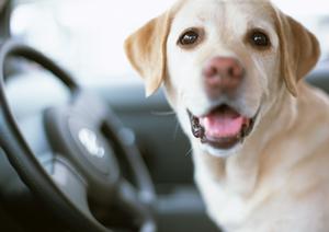 スピーディーなメニューと確かな技術